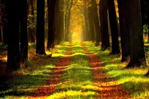 forest-868715_640-2