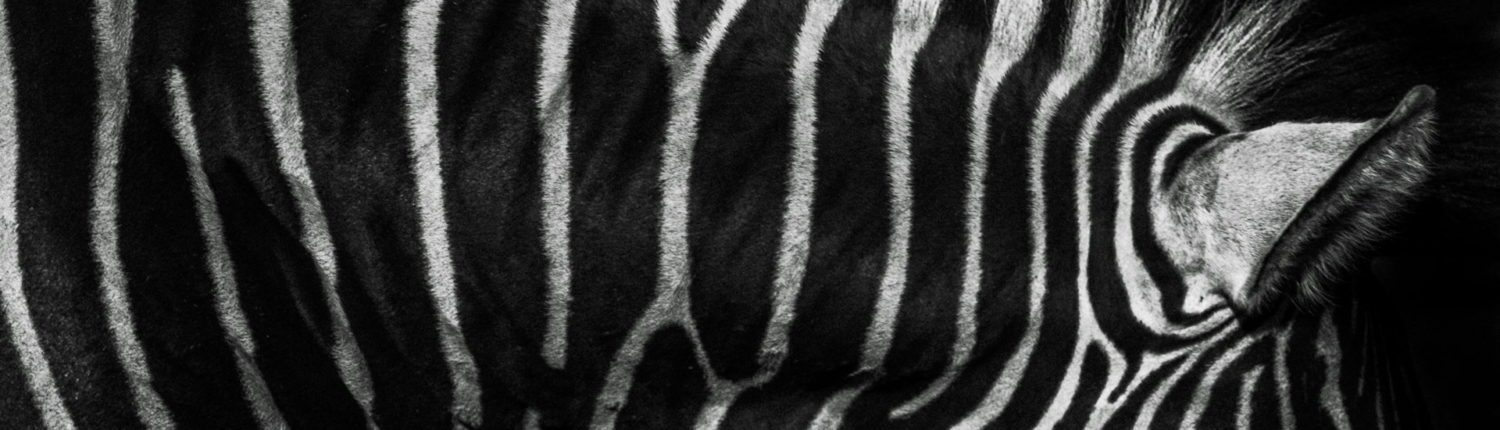 taylor-sondgeroth-eSPUS5u8dIw-unsplash